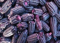 La imagen muestra una vista cercana de numerosas mazorcas de maíz morado agrupadas. Los granos de maíz tienen un tono morado profundo, y algunas mazorcas tienen mechones de color rosa-morado.