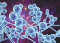 Computer-generated illustration of Candida fungi