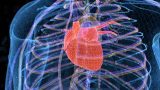 Uno de los proyectos se enfoca en reducir la hipertrofia cardiaca, es decir, el crecimiento anormal del corazón. (Ilustración: Getty Images)