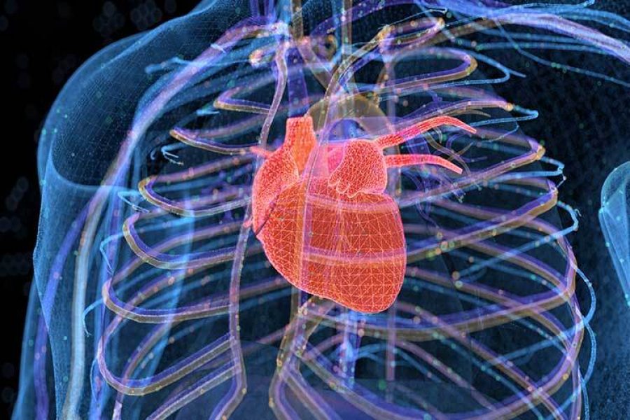 Uno de los proyectos se enfoca en reducir la hipertrofia cardiaca, es decir, el crecimiento anormal del corazón. (Ilustración: Getty Images)