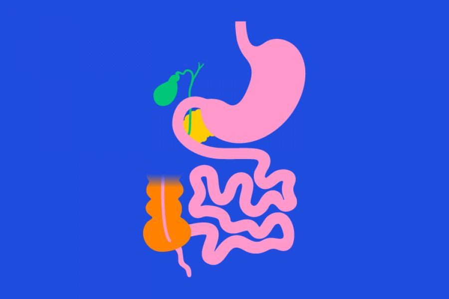 Ilustración del aparato digestivo que incluye el estómago y el intestino