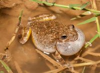 Imagen de una rana en un pantano