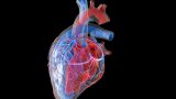 simulador cardiaco aorta