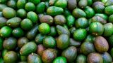 imagen de aguacates