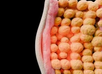 tejido adiposo, grasa