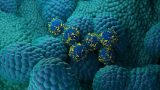 Ilustración que muestra el uso de células T con receptor de antígeno quimérico (CAR) (azul y amarillo) para tratar el cáncer de próstata (azul claro, nodular). (Ilustración: Getty Images)
