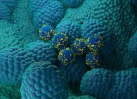 Ilustración que muestra el uso de células T con receptor de antígeno quimérico (CAR) (azul y amarillo) para tratar el cáncer de próstata (azul claro, nodular). (Ilustración: Getty Images)