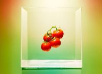 alimentos transgenicos