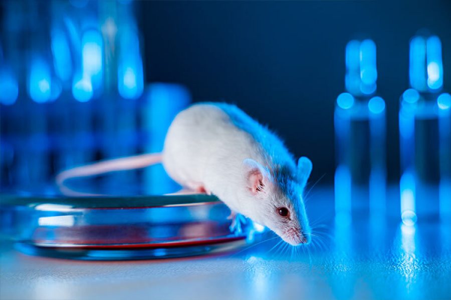 raton de laboratorio para ilustrar organismo transgenico