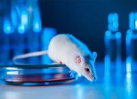 raton de laboratorio para ilustrar organismo transgenico