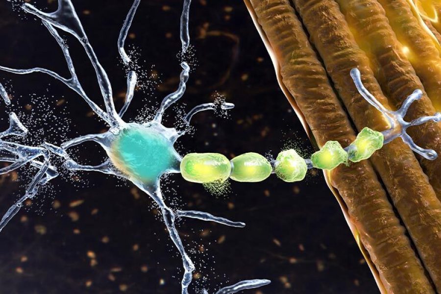 Ilustración 3D de una neurona conectada a fibras nerviosas que representan el sistema motor del cerebro.