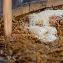 Se ve un acercamiento del bagazo de agave