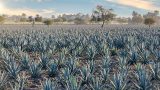 campo con agaves tequileros