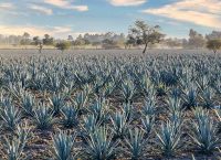 campo con agaves tequileros