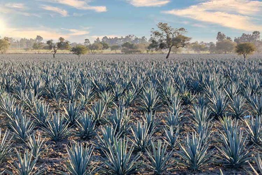 campo con agaves tequileros