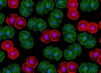 Células de cerdo editadas genéticamente para xenotrasplante en humanos.
