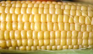 image of corn