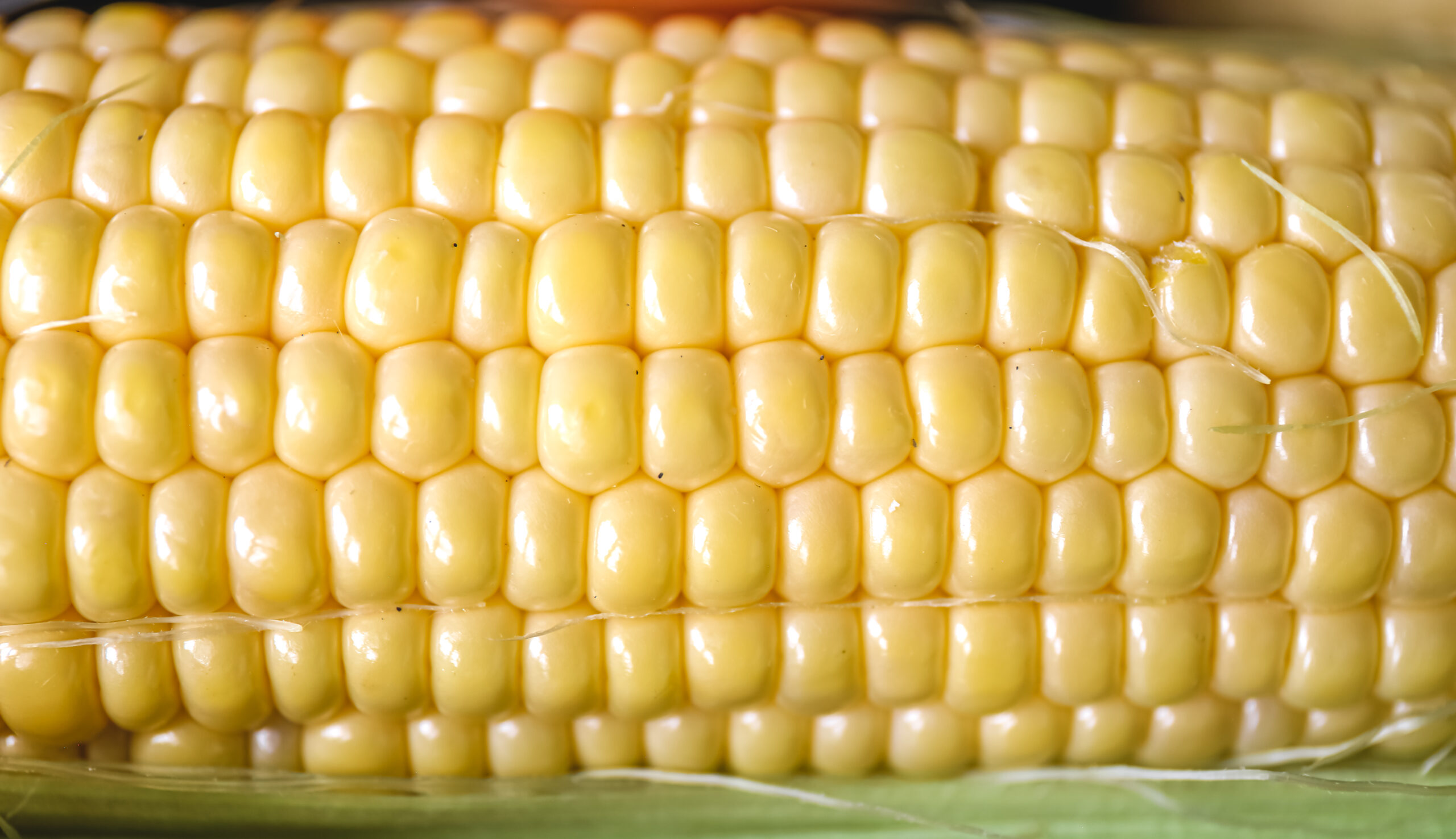 imagen de un maiz