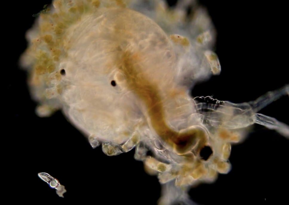 Microscopia-08