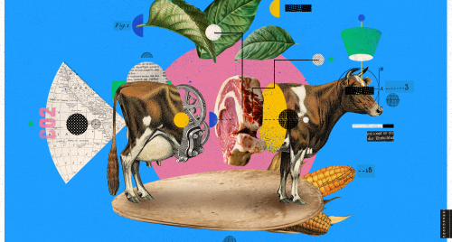Illustration of a cow cut in half